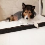 キナリの皮膚にしこり→おでき化膿中…