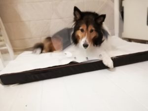 キナリの皮膚にしこり→おでき化膿中…