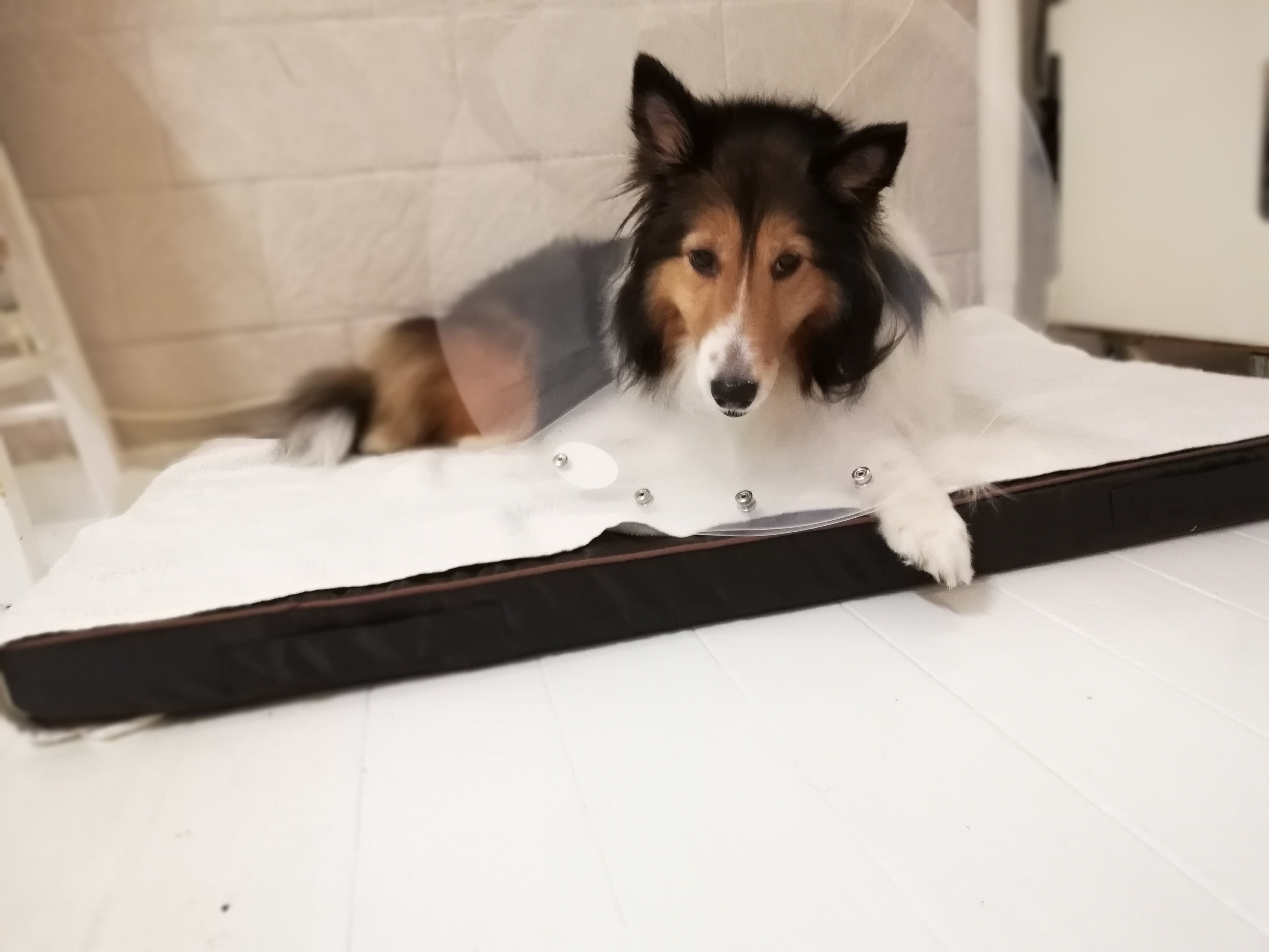 キナリの皮膚にしこり→おでき化膿中…