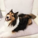 抗生物質（抗菌薬）は２週間で終了・・・腎不全の場合は注意が必要