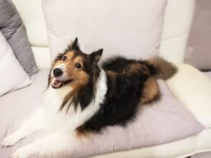 抗生物質（抗菌薬）は２週間で終了・・・腎不全の場合は注意が必要