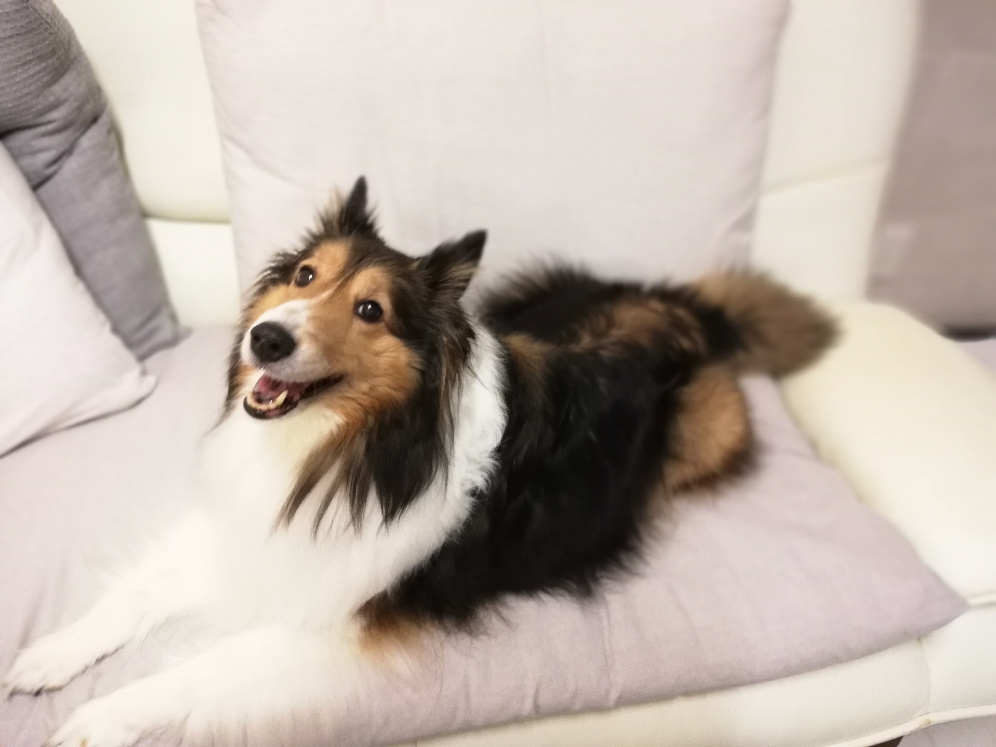 抗生物質（抗菌薬）は２週間で終了・・・腎不全の場合は注意が必要