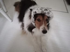 保冷剤バンダナで暑さ対策