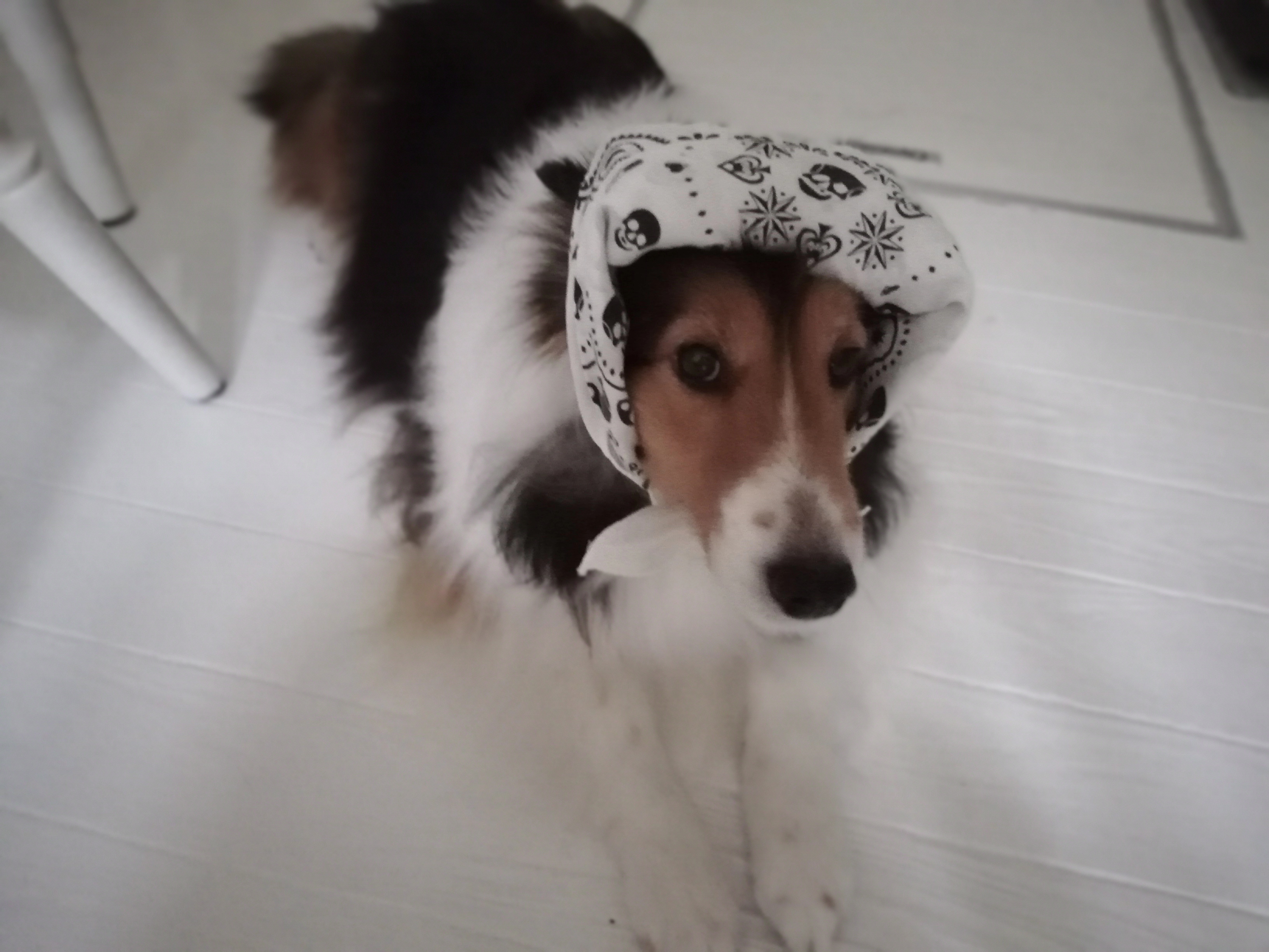 保冷剤バンダナで暑さ対策