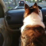 キナリの化膿オデキの再受診