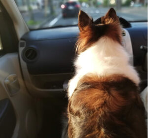 キナリの化膿オデキの再受診