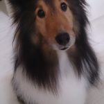 チロルの月命日　4回目