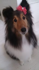 チロルの月命日　4回目