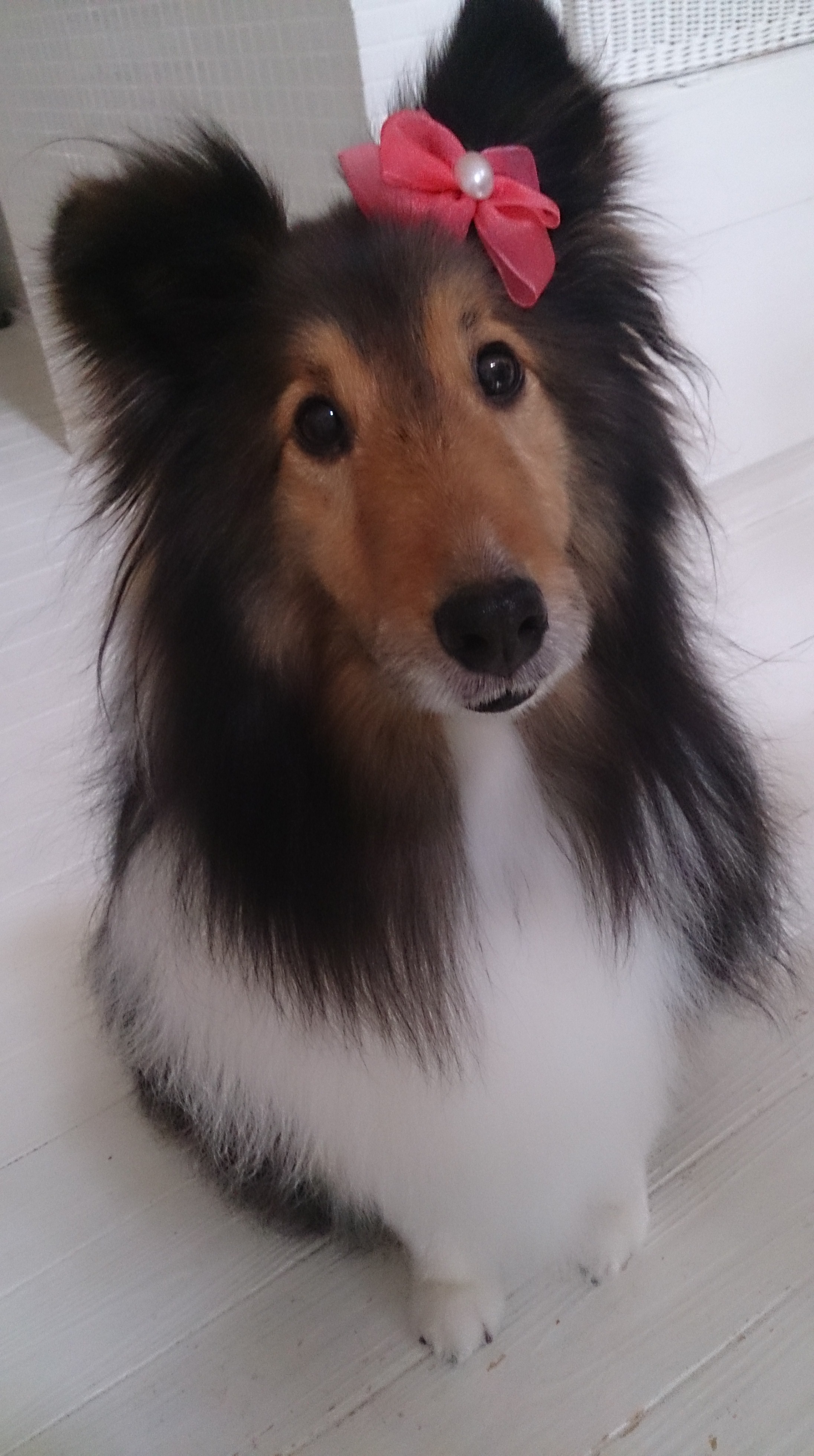 チロルの月命日　4回目