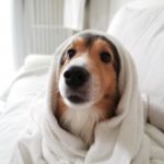 皮膚炎で毎週シャンプー