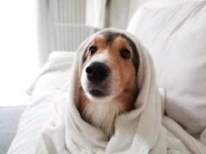 皮膚炎で毎週シャンプー