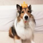 キナリ11歳になりました