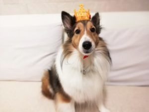 キナリ11歳になりました