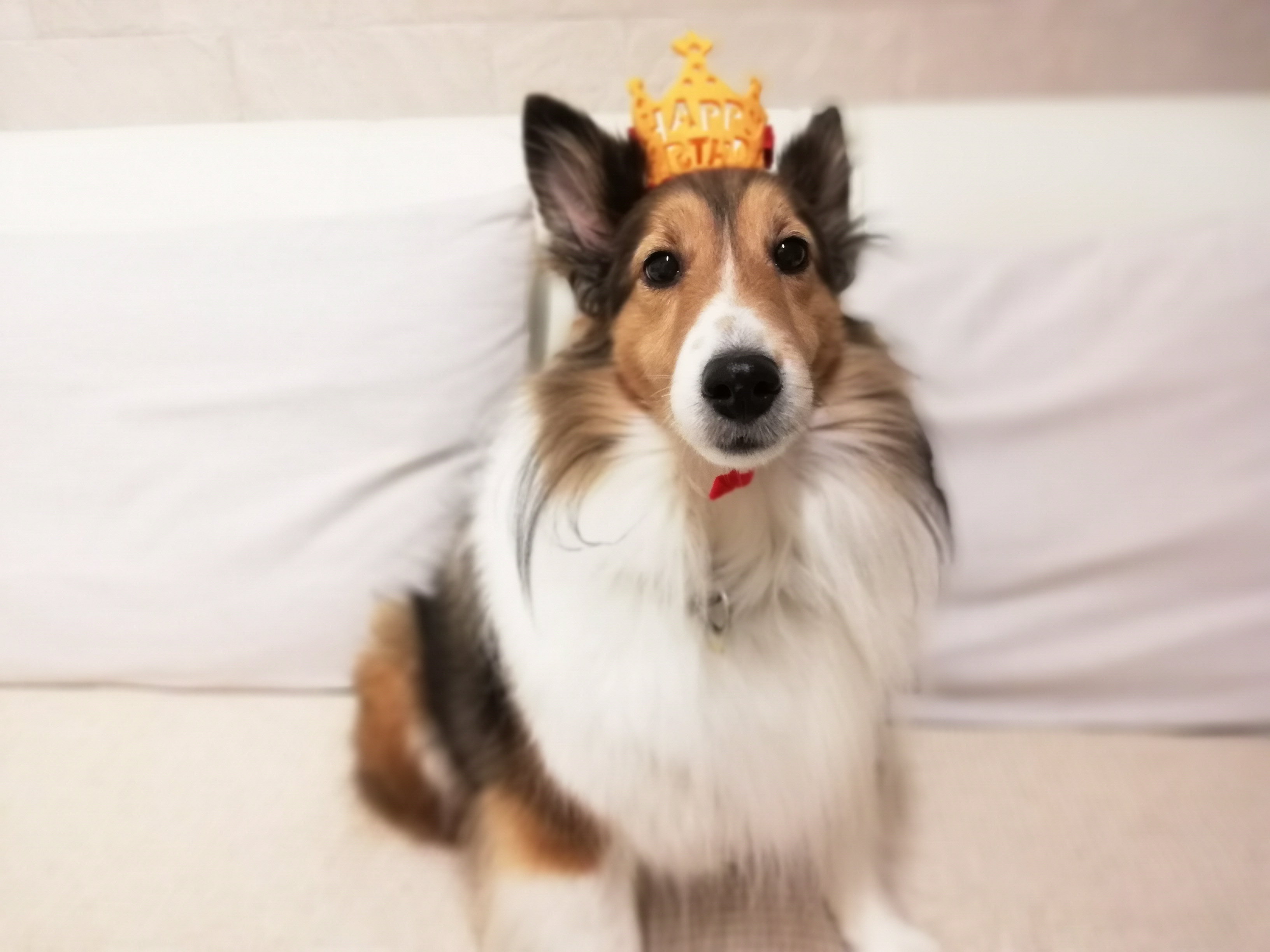 キナリ11歳になりました