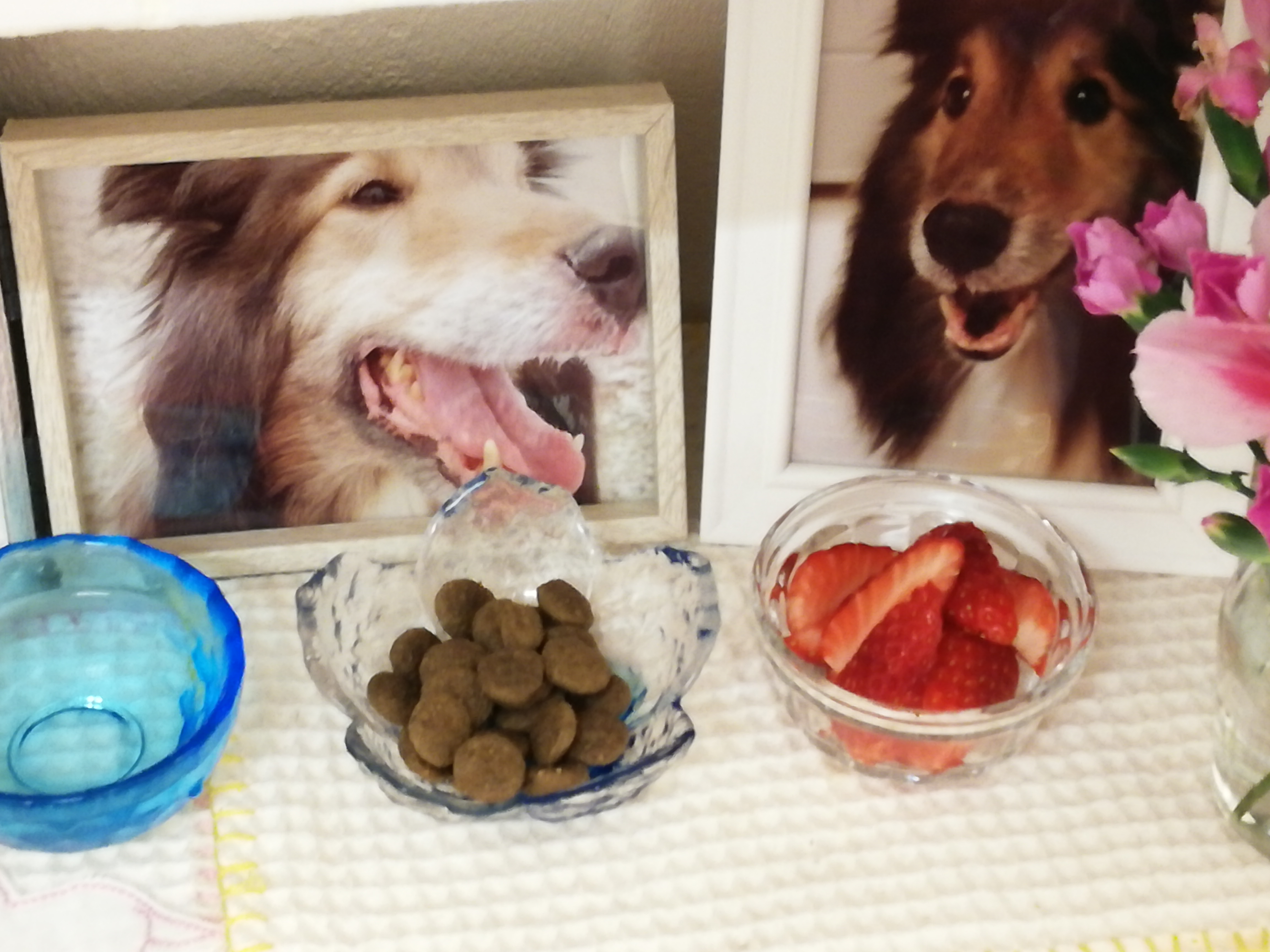 チロルの一周忌と、亡くなった後はどうしているの？