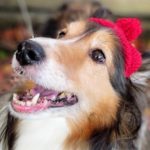 りんご狩りと紅葉と