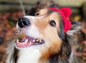 りんご狩りと紅葉と