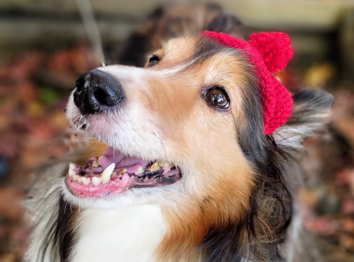 りんご狩りと紅葉と