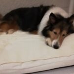 「僧帽弁閉鎖不全症」と診断された12歳の春の健康診断