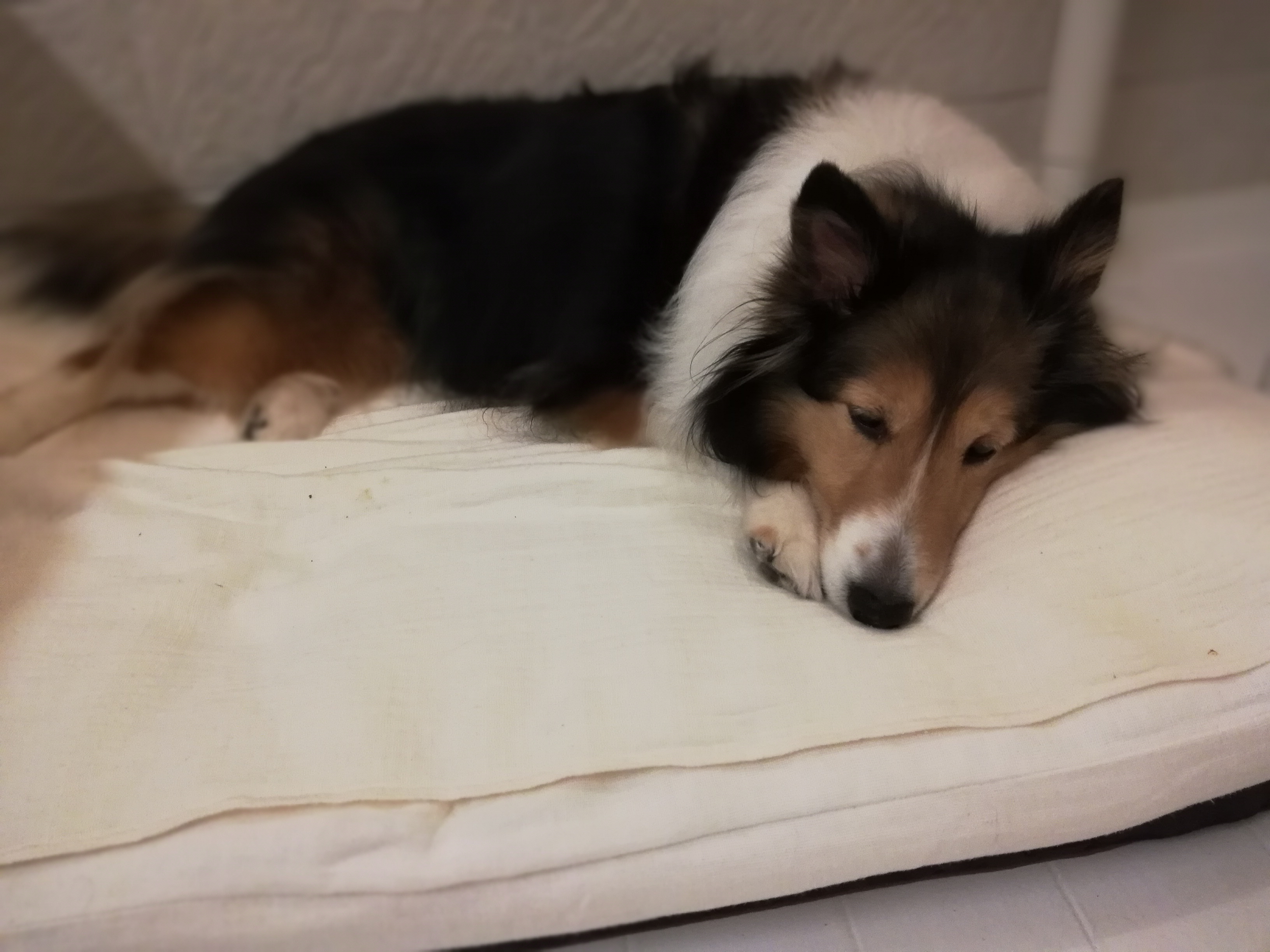 「僧帽弁閉鎖不全症」と診断された12歳の春の健康診断