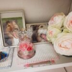 チロルの28回目の月命日