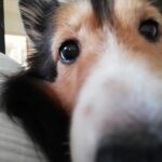 シェルティーのキナリ、生き返る？！私の方が心臓止まるかと思った日。