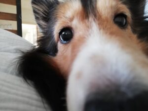 シェルティーのキナリ、生き返る？！私の方が心臓止まるかと思った日。