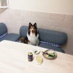 今月は心臓の超音波検査の実施月…心臓以外にも気になること