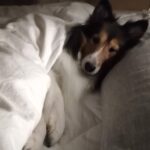 キナリのNT-proBNPの検査結果を踏まえて、今後のことを話し合おう