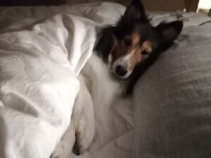 キナリのNT-proBNPの検査結果を踏まえて、今後のことを話し合おう