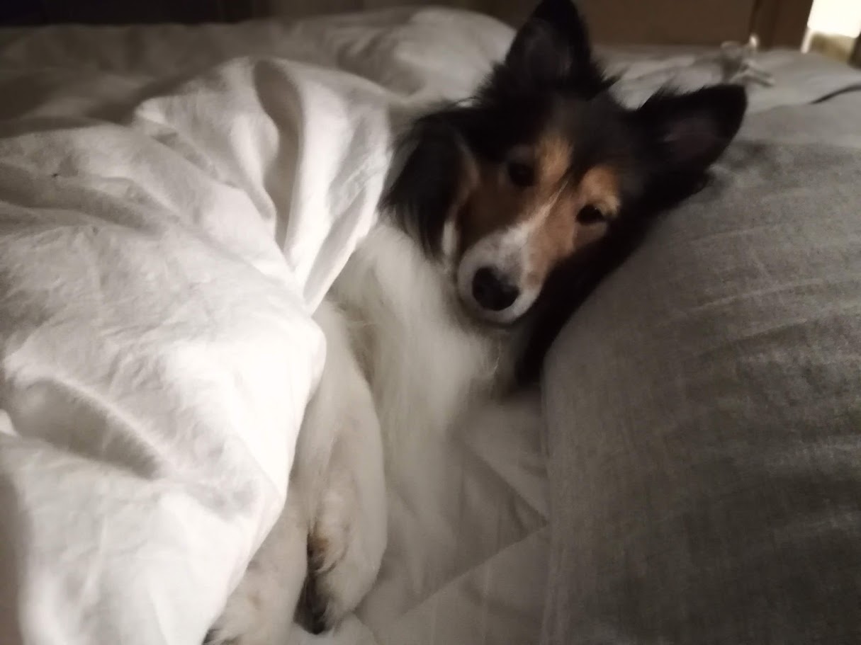 キナリのNT-proBNPの検査結果を踏まえて、今後のことを話し合おう