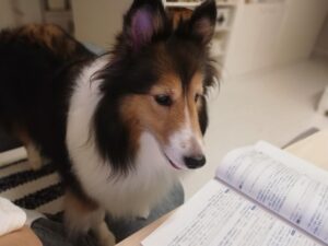 2021年9月17日 12才9ヶ月　検査データのまとめ