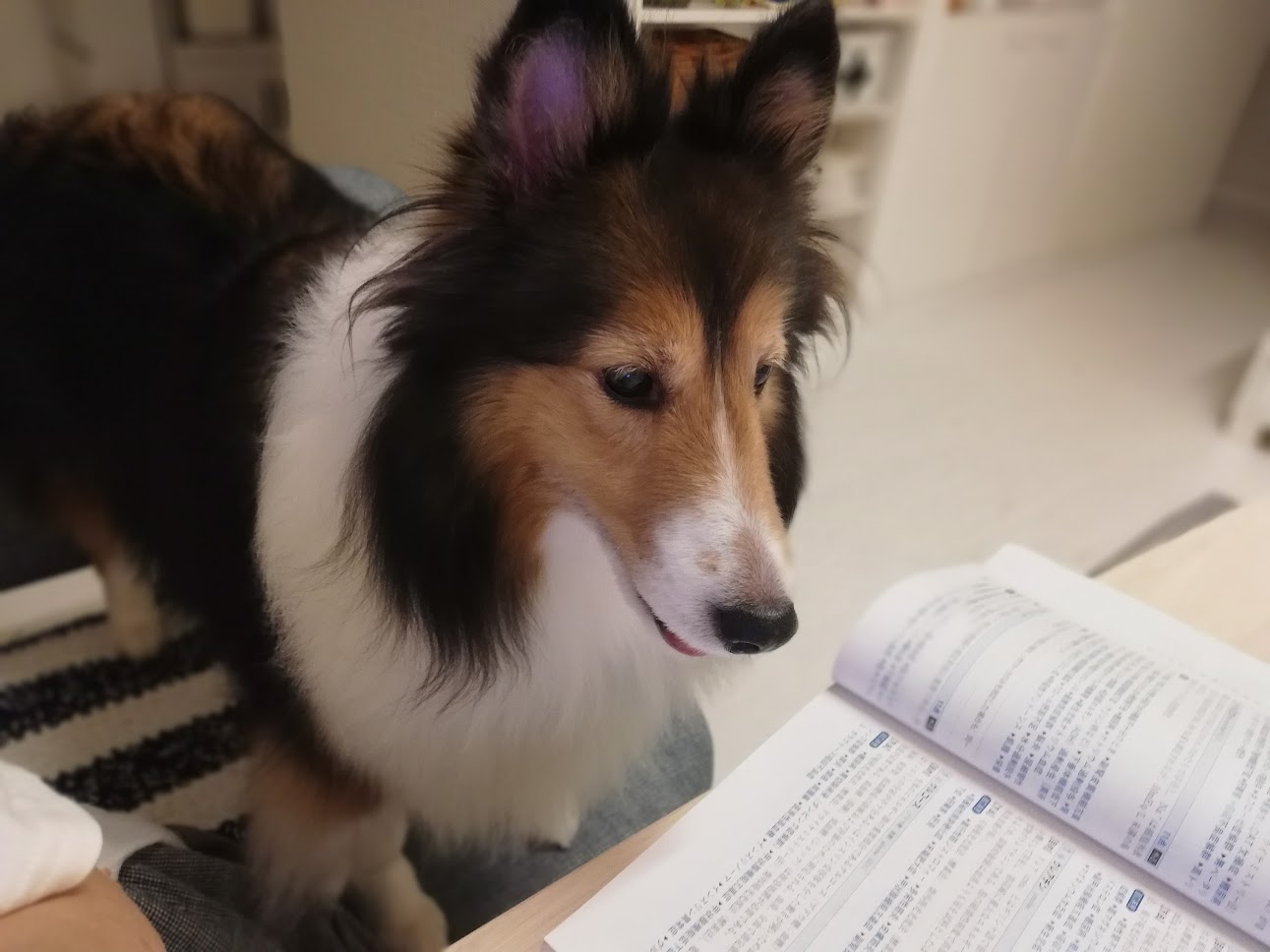 2021年9月17日 12才9ヶ月　検査データのまとめ