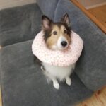 犬猫用のドーナツ型軽量エリザベスカラーを購入