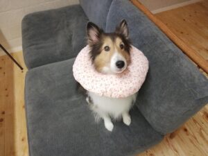 犬猫用のドーナツ型軽量エリザベスカラーを購入