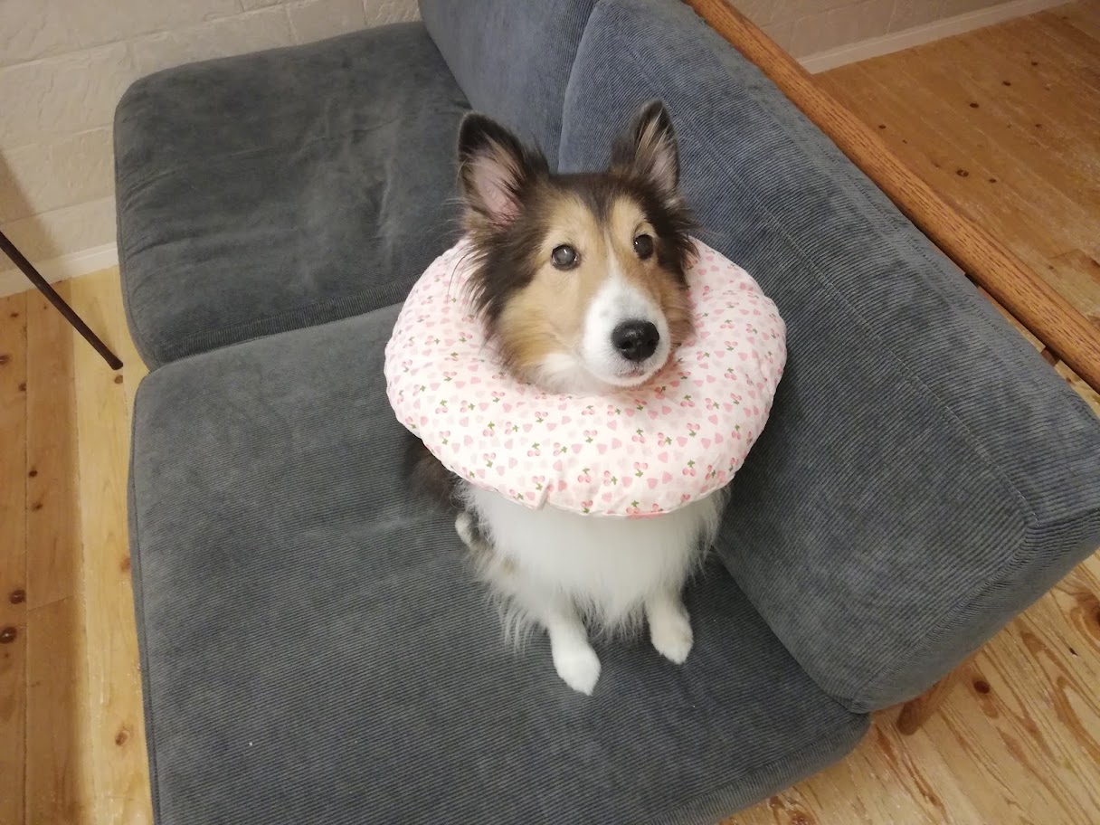 犬猫用のドーナツ型軽量エリザベスカラーを購入