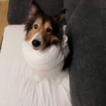 今度は『炎症性乳がん』