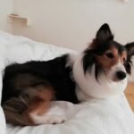 タオルで手作り♪エリザベスカラーを嫌がる犬の代用品