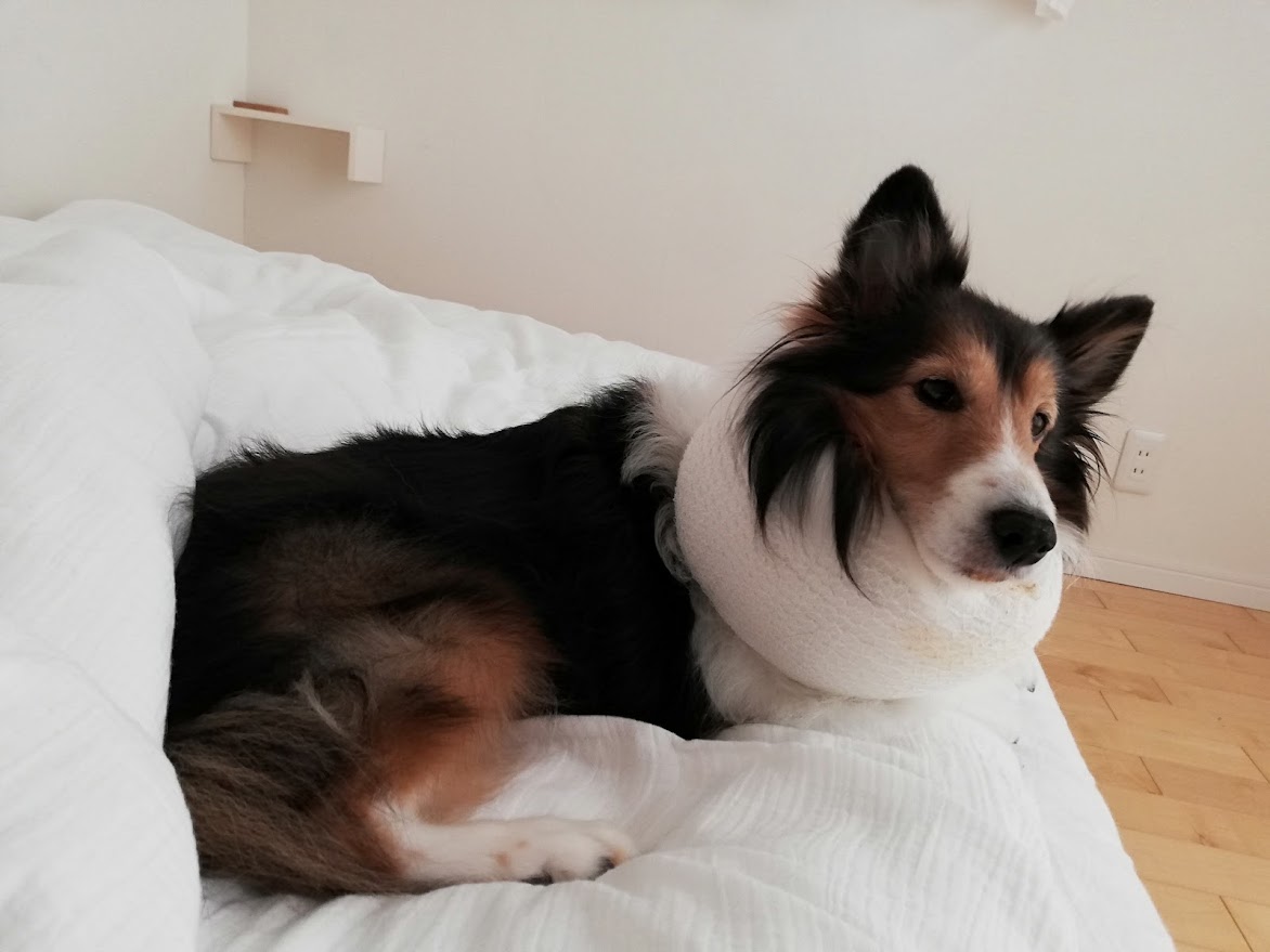 タオルで手作り♪エリザベスカラーを嫌がる犬の代用品