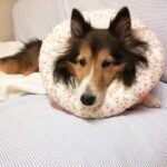 炎症性乳がん（炎症性乳腺癌）と言われてから1ヶ月が経過。一緒に過ごせる時間を大切にしようと思った日。