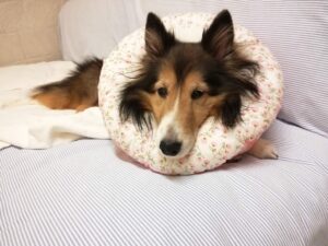 炎症性乳がん（炎症性乳腺癌）と言われてから1ヶ月が経過。一緒に過ごせる時間を大切にしようと思った日。