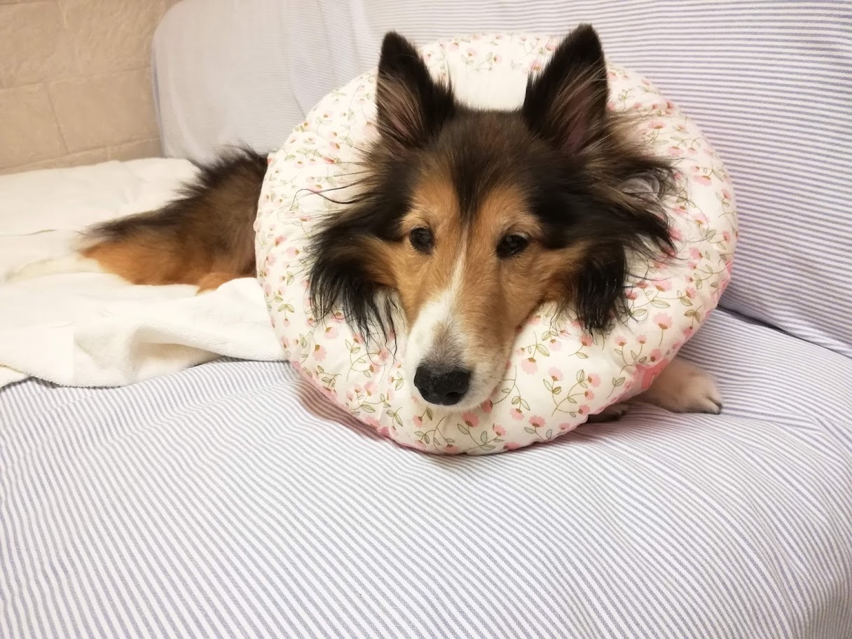 炎症性乳がん（炎症性乳腺癌）と言われてから1ヶ月が経過。一緒に過ごせる時間を大切にしようと思った日。