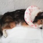 炎症性乳がん（炎症性乳腺癌）の最終段階・・・キナリが立てなくなった日