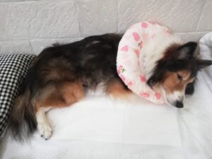 炎症性乳がん（炎症性乳腺癌）の最終段階・・・キナリが立てなくなった日