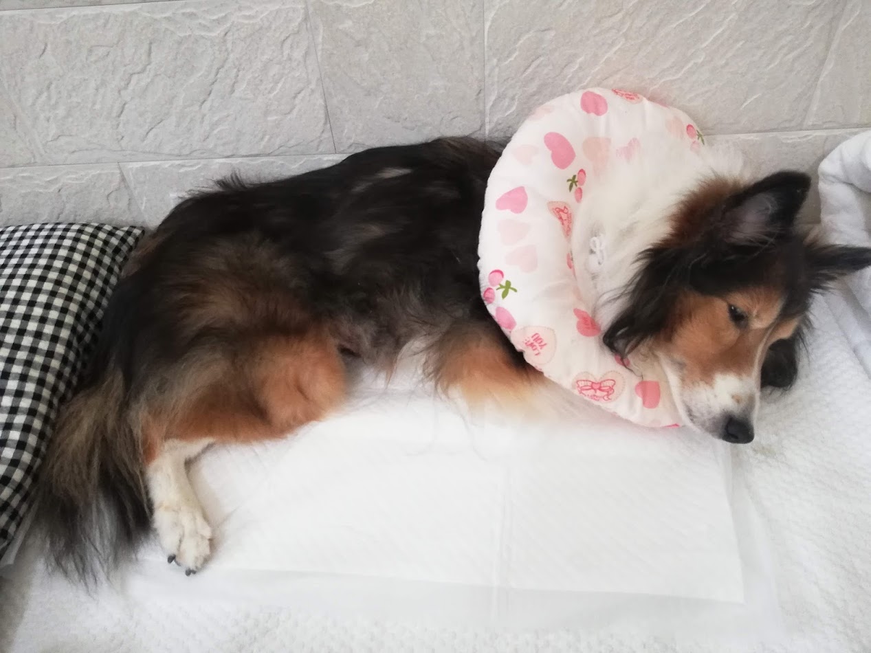 炎症性乳がん（炎症性乳腺癌）の最終段階・・・キナリが立てなくなった日