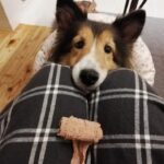 キナリと一緒に初詣。そして犬って最強に可愛い話し。