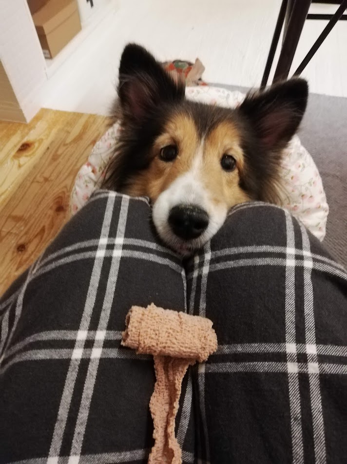 キナリと一緒に初詣。そして犬って最強に可愛い話し。