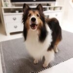 キナリが虹の向こうへの旅立ってから・・・