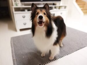 キナリが虹の向こうへの旅立ってから・・・