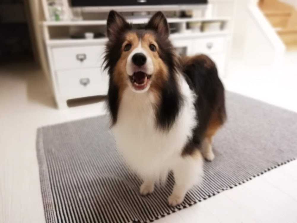 キナリが虹の向こうへの旅立ってから・・・